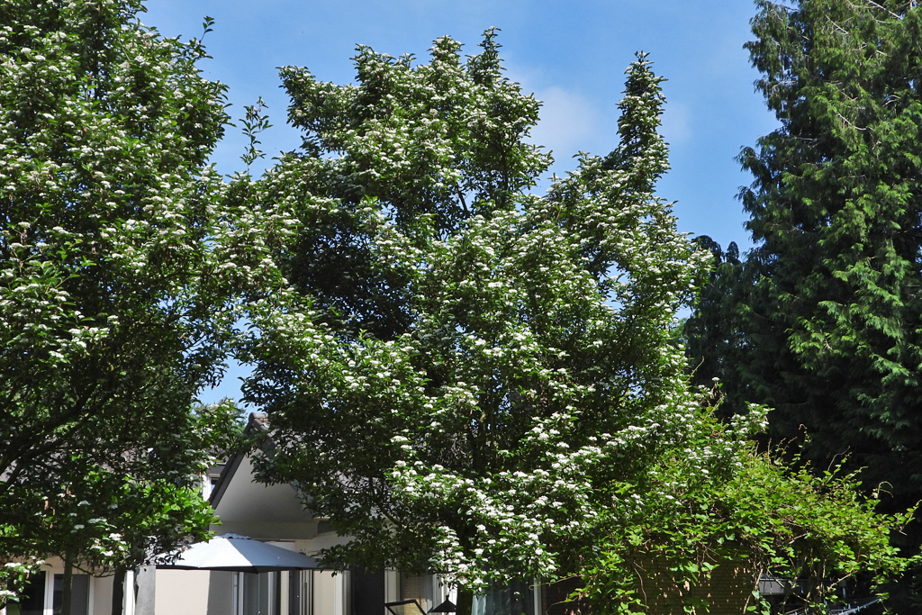  Trees Bomen